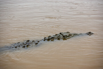 Swimming crocodile in murky water of Rio Grande de Tarcoles in Costa Rica, Central America
