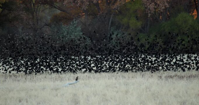 Bosque Del Apache Red Winged Black Birds Flock Flying in Sync