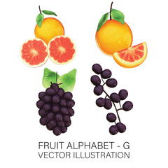 Fruit Alphabet G - Grapes and Grapefruits 3D Vector on White Background