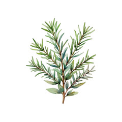 Fototapeta premium Watercolor rosemary sprig png