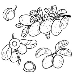 Hand-drawn Ximenia americana( Tallow wood,  hog plum ). Vector sketch illustration. 