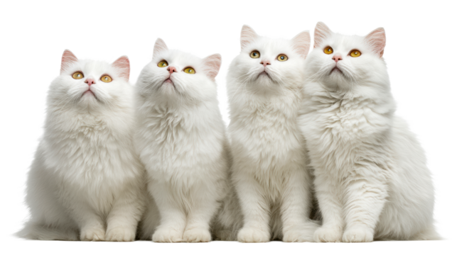 Four fluffy white cats with amber eyes sit together looking upwards on a white void