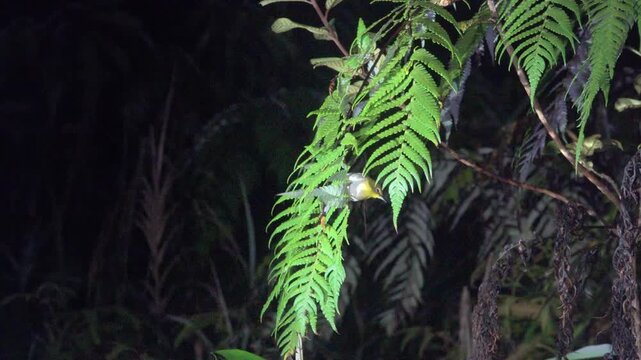 Exotic nature filming. Tropical humid warm forest at night. Sulawesi Island. Soputan volcano slopes. Zosterops like Zosterops citrinella bird overnight in ferns. For wildlife films
