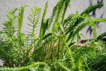 close-up image of potted yarrow plant (Achillea millefolium) on a sunny day