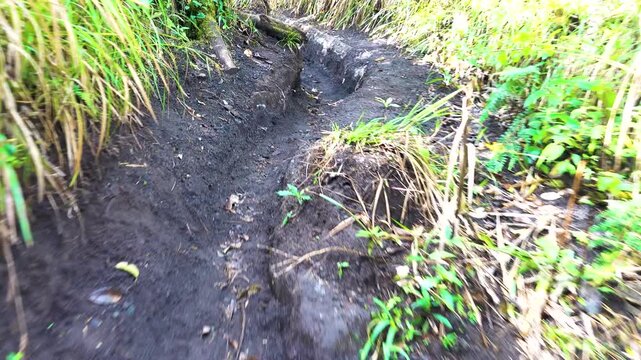 A trail through a patch of old rain forest and screw pine pandanus thikets. Sulawesi Island, Saputan, Indonesia