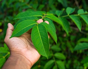 A close-up view of a hand holding vibrant green leaves, showcasing nature's detail.