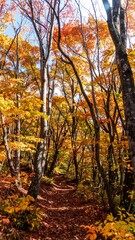 Fototapeta premium Sunlit path winds through a forest ablaze with autumn foliage