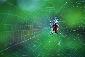 Spider in a web on a blurred natural green background. Selective focus. High quality photo.