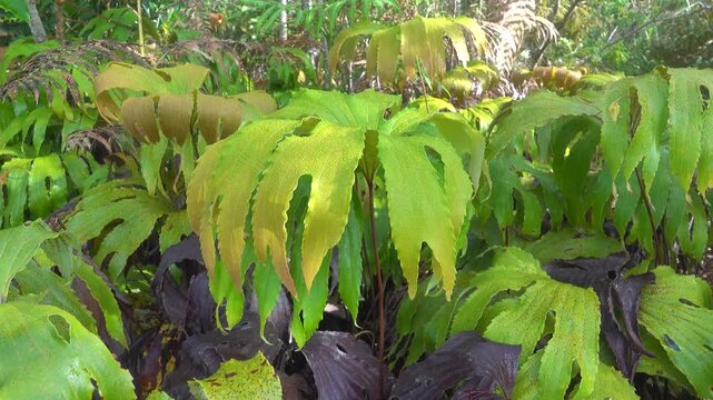Corners of the rain forest during the rainy season (monsoon period) in north Sulawesi. Indonesia. Tropical vegetation, evergreen trees. Like shredded umbrella plant Syneilesis palmata