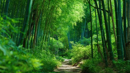 Fototapeta premium Serene Green Bamboo Forest Path Winding Through Lush Foliage isolated on a transparent background