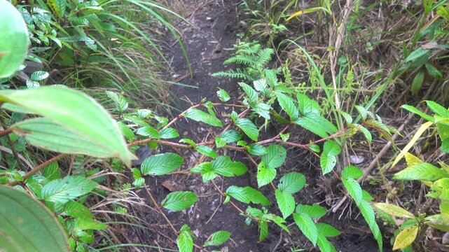 Corners of the rain forest during the rainy season (monsoon period) in north Sulawesi. Indonesia. Tropical vegetation, evergreen trees. Lycopodium