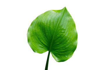 Fototapeta premium green leaf isolated on white background. This has clipping path.