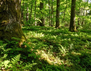 Enchanting summer forest landscape with sunbeams illuminating the verdant undergrowth and mossy trees.