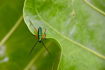 Bug on leaf