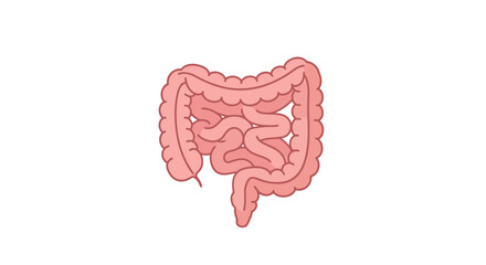Precise anatomical illustration of the human intestines, showcasing these vital internal organs integral to digestive health and overall bodily well-being.