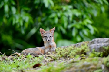 Naklejka premium Gray fox in Tikal nationalpark