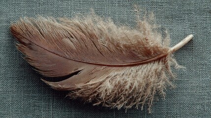 Soft brown feather on textured fabric