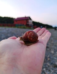 Snail on a hand