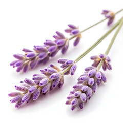 Dried lavender buds isolated on white background, used in aromatherapy, natural skincare,