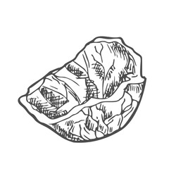 Walnut shell vector illustration hand drawn with ink. Black and white sketch isolated on white background.