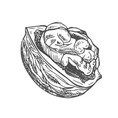 Walnut kernel in shell vector illustration hand drawn with ink. Black and white sketch isolated on white background. Object for food and vegetarian drinks label design