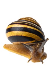 Snail with striped shell