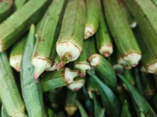 Abundant pile of fresh okra vegetables showcases vibrant green hues and natural textures in detail.