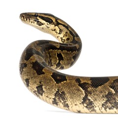 Snake's body details