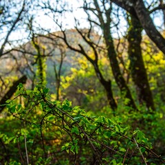 Fototapeta premium Low-angle view of vibrant green foliage in a sun-dappled forest