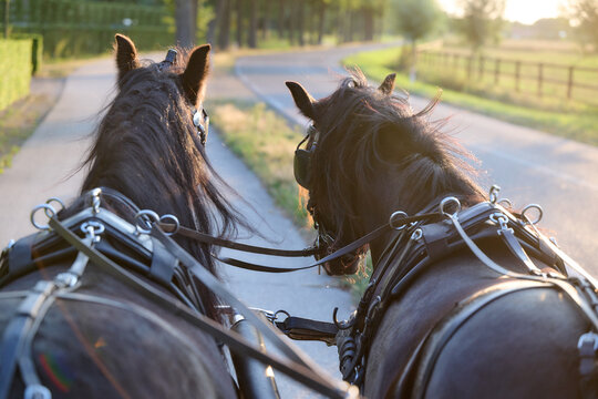 two fell ponies pulling a carriage 