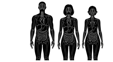 Illustration of human anatomy with male and female figures showing internal organs and skeleton
