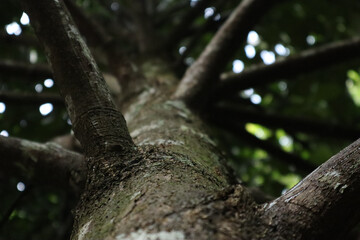 Fototapeta premium Looking up along the trunk of the tree, the branches extend outwards