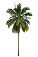 coconut palm tree isolated on white background. This has clipping path. 
