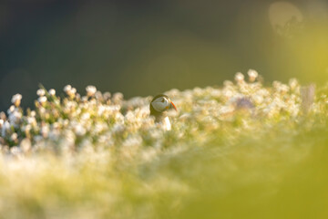 Atlantic puffins, a species of seabird in the auk family, seen in Wales, UK.