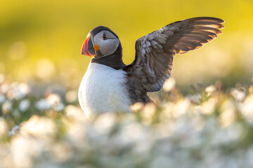 Atlantic puffins, a species of seabird in the auk family, seen in Wales, UK.