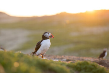 Atlantic puffins, a species of seabird in the auk family, seen in Wales, UK.