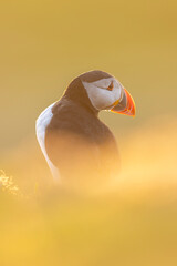 Atlantic puffins, a species of seabird in the auk family, seen in Wales, UK.