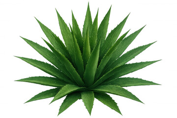 Fototapeta premium Verdant agave succulent displaying sharp, linear leaves spreading outward against pristine transparent backdrop