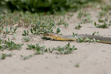 An adult Caspian whipsnake (Dolichophis caspius) is photographed close-up on clay soil among grass