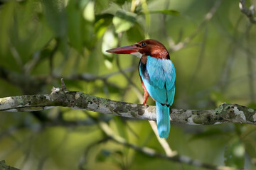 Back view of an adult white-throated kingfisher (Halcyon smyrnensis)