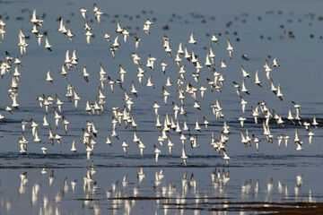 Group flights of large flocks of dunlin (Calidris alpina) over the waters of the estuary