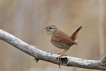 Close-up of a Eurasian wren (Troglodytes troglodytes) sitting on a thick branch against a blurred background