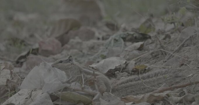 Indian palm squirrel holding garbage bag with leftover food its paws. Plastic pollution in city, waste ecological problems. three-striped palm squirrel - Funambulus palmarum - is a species of rodent