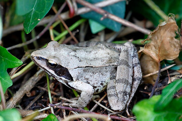 Grasfrosch, Rana temporaria
