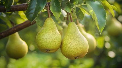 Ripe pears hanging from a tree branch with lush green leaves