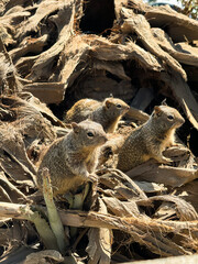 Three squirrels are sitting on a pile of wood. One of the squirrels is looking at the camera