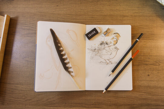 Vue du dessus d&rsquo;un bureau en bois avec carnet de croquis d&rsquo;ornithologie ouvert, dessin d&rsquo;oiseau au crayon et mat&eacute;riel de dessin