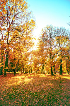 orange and red fall leaves in sunny park, autumn natural vertical background