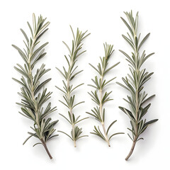 Fototapeta premium Dried rosemary sprigs isolated on white background, used in cooking, aromatherapy, herbal