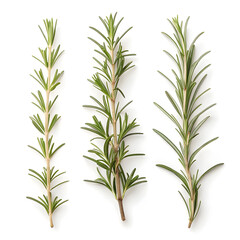 Obraz premium Dried rosemary sprigs isolated on white background, used in cooking, aromatherapy, herbal